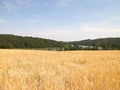 Landscape of oat field and Ostrzyckie lake, Wiezyca, Kashubian Region, Poland Royalty Free Stock Photo