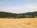 Landscape of oat field and Ostrzyckie lake, Wiezyca, Kashubian Region, Poland Royalty Free Stock Photo