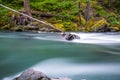 Landscape of Ohanapecosh river in Summer Mt rainier Royalty Free Stock Photo