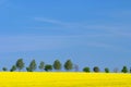 Landscape with oilseed Royalty Free Stock Photo