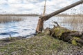 Landscape with old broken tree on bank of river, old pine forest. Spring cloudy day Royalty Free Stock Photo