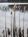 Landscape with old and dry reeds, reed silhouettes against the lake background, backlight Royalty Free Stock Photo