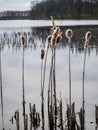 Landscape with old and dry reeds, reed silhouettes against the lake background, backlight Royalty Free Stock Photo