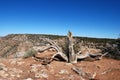 Landscape of old dry tree in Grand Canyon Royalty Free Stock Photo