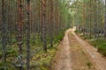 Landscape of an old forest with a dirt road Royalty Free Stock Photo