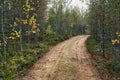 Landscape of an old forest with a dirt road Royalty Free Stock Photo