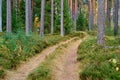 Landscape of an old forest with a dirt road Royalty Free Stock Photo