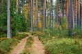 Landscape of an old forest with a dirt road Royalty Free Stock Photo