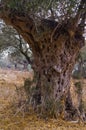 Landscape of olive trees grove on the Carmel mountains Israel Royalty Free Stock Photo