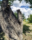 Landscape with old poplar, blue sky and Cumulus clouds