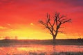 Landscape of an old tree against a red hot sunset sun. Royalty Free Stock Photo