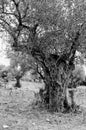 Landscape of olive trees grove on the Carmel mountains Israel Royalty Free Stock Photo