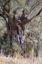 Landscape of olive trees grove on the Carmel mountains Israel Royalty Free Stock Photo