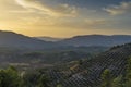 Landscape of olive trees and mountains at sunset Royalty Free Stock Photo