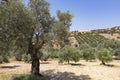 Olive trees in summer on Crete, Greece Royalty Free Stock Photo