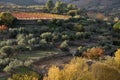 landscape of olive trees and vineyards near village of La Vilella Baixa, el Priorat, Tarragona, Catalonia, Spain