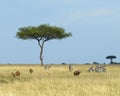 Landscape with one Acai Tree in grassland with six zebras and three topis and one impala in the foreground