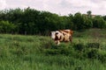 Landscape with one young cow. a brown and white cow stands on the field Royalty Free Stock Photo