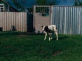 Landscape with one young cow. a brown and white cow stands on th Royalty Free Stock Photo