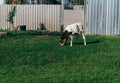 Landscape with one young cow. a brown and white cow stands on th Royalty Free Stock Photo