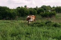 Landscape with one young cow. a brown and white cow stands on the field Royalty Free Stock Photo