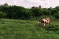 Landscape with one young cow. a brown and white cow stands on the field Royalty Free Stock Photo