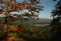 Landscape with a orange and brown tree and the forests