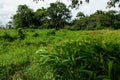 Landscape with orange Heliconia flowers near Nariva Swamp on Trinidad Royalty Free Stock Photo