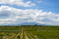 Landscape with orange and lemon trees plantations and view on Mount Etna, Sicily, agriculture in Italy Royalty Free Stock Photo