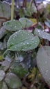 Landscape of ornamental rose leaves exposed to rainwater