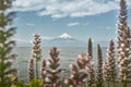 Landscape of Osorno Volcano and Llanquihue Lake at Puerto Varas, Chile, South America.