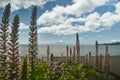 Landscape of Osorno Volcano and Llanquihue Lake at Puerto Varas, Chile, South America.