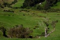 Landscape in Otago Peninsula. Royalty Free Stock Photo