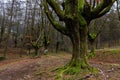 Landscape of Otzarreta Beech Forest in Gorbea Natural Park, Spain Royalty Free Stock Photo