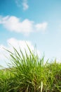 Landscape outdoor green grass detail and sky