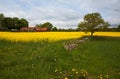 Landscape over field in Scania, Sweden.