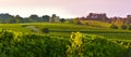 Landscape ,Poitou-Charentes, France Royalty Free Stock Photo