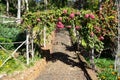 Landscape over a wooden arch full of red or pink flowers in a garden