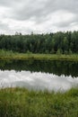 landscape of an overgrown dystrophic lake with a floating mat and coniferous forest Royalty Free Stock Photo