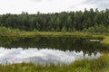 landscape of an overgrown dystrophic lake with a floating mat and coniferous forest Royalty Free Stock Photo