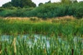 Landscape of overgrown lake with reeds near a lush forest of greenery. Calm lagoon or swamp with wild grass and cattails