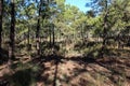 National Park of the Serra de Sao Mamede forest in portugal