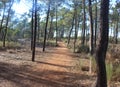 National Park of the Serra de Sao Mamede forest in portugal