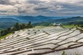 Landscape ,Pa Pong Piang rice terraces of Thailand.