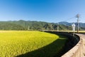 Landscape of paddy farm