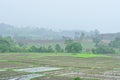 Landscape of paddy field in rainy day, Agriculture scene Royalty Free Stock Photo