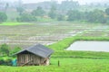 Landscape of paddy field in rainy day, Agriculture scene Royalty Free Stock Photo