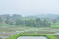 Landscape of paddy field in rainy day, Agriculture scene Royalty Free Stock Photo