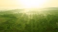 Landscape of palm oil plantation at sunrise Royalty Free Stock Photo