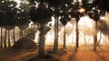 Landscape palm plantation in the morning mist